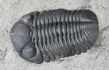 Very Nice Eldredgeops Trilobite - New York #20182-3